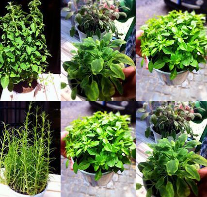 Erbe aromatiche, un segreto per il sapore 