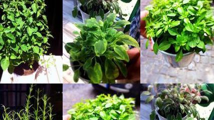 Erbe aromatiche, un segreto per il sapore