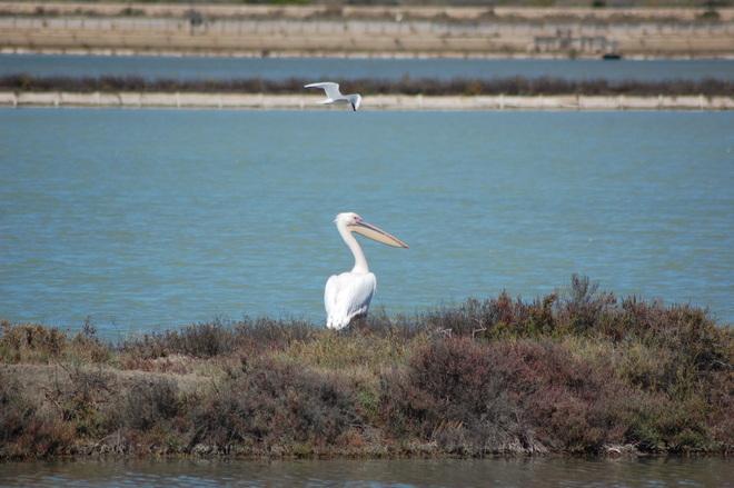 Santa Gilla e Molentargius, appello dei sindaci all’ente parco 