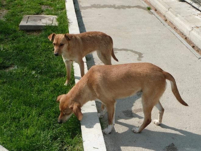 LA FATTORIA Sorelline abbandonate in cerca di famiglia IL VIDEO