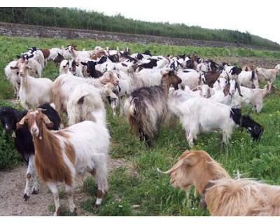 Diossina nel latte di capra, allarme a Portoscuso 