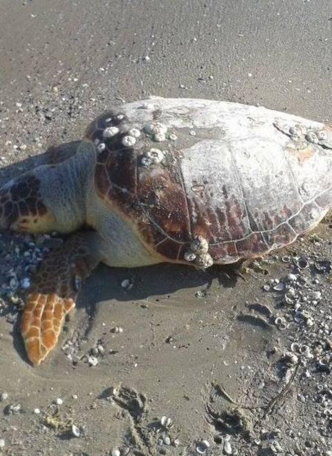 Guardia Costiera trae in salvo tartaruga 