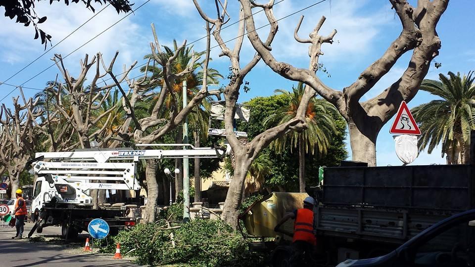 Ricomincia il taglio selvaggio degli alberi, Cagliari in rivolta 