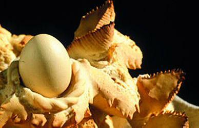 IL SOLE, LA LUNA, LE STELLE L’uovo simbolo di vita. Presente nei riti propiziatori di romani, greci e persiani 