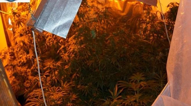Serra artigianale per la marijuana, fermati due giovani