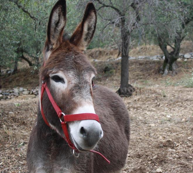 Ortueri, sarà festa grande in onore dell’asino sardo 