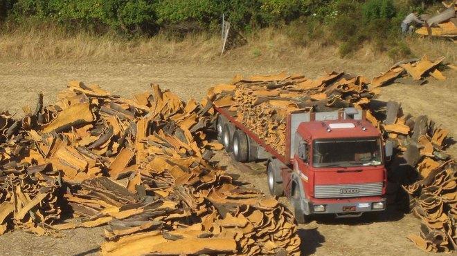 Sughero, la Regione si mobilita