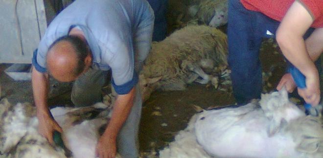 Siniscola, studenti a lezione di tosatura nelle aziende agricole 