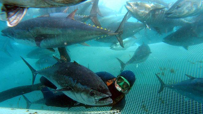 Pesca al tonno rosso a Carloforte, interrogazione parlamentare 