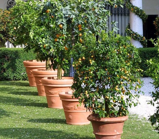 La città si trsforma in un giardino 
