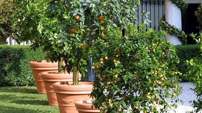 La città si trsforma in un giardino