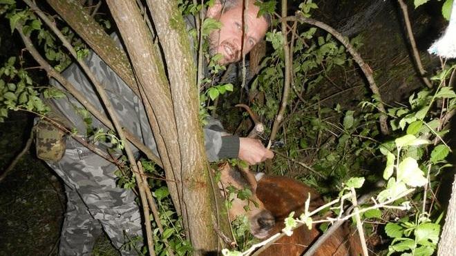 Montese, salvato un daino intrappolato in una rete metallica