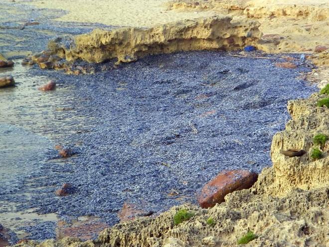 Carloforte, nelle spiagge un tappeto di velelle 