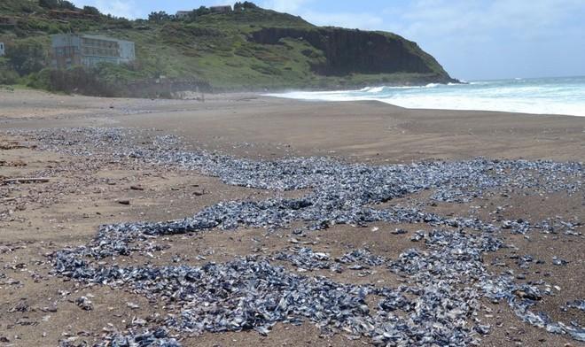 Anche a Bosa spiaggia invasa dalle velelle