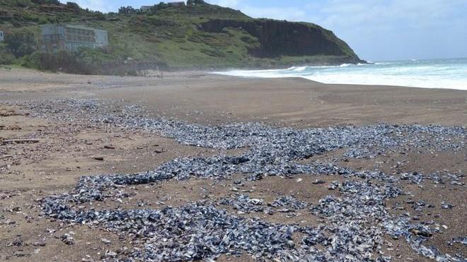 Anche a Bosa spiaggia invasa dalle velelle