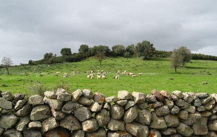 Come i pastori “disegnano” il paesaggio 