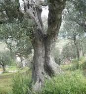 Giovedì seminario di studi per valorizzare l’olio d’oliva