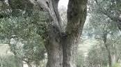 Giovedì seminario di studi per valorizzare l’olio d’oliva