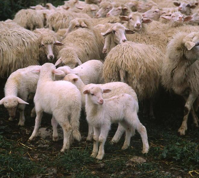Agnello Igp, parte l’iter per il premio di qualità 