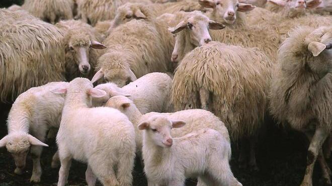 Agnello Igp, parte l’iter per il premio di qualità