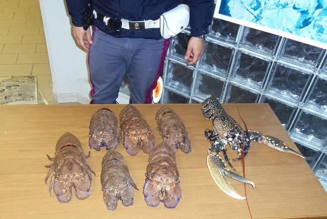 Pescano di frodo astici e cicale: denunciati