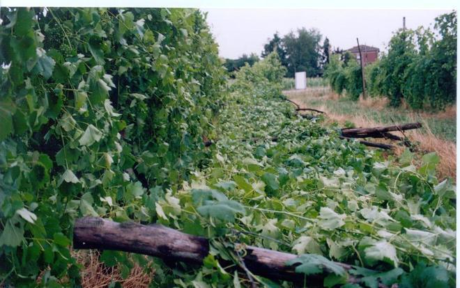 Tornado di Nonantola/ Quasi 13 milioni di danni all’agricoltura 