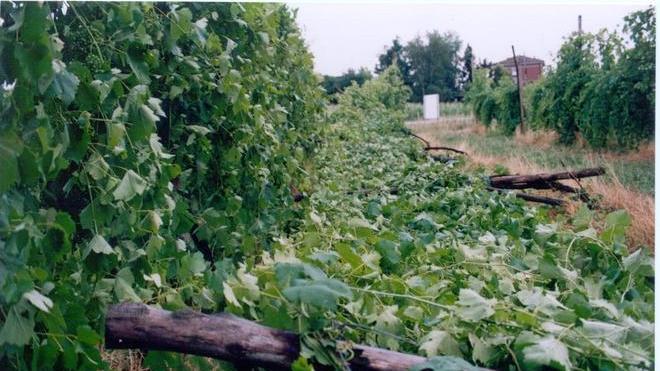 Tornado di Nonantola/ Quasi 13 milioni di danni all’agricoltura