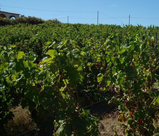 Oliena, allarme peronospera Laore: trattare subito le piante