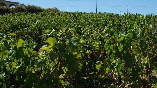 Oliena, allarme peronospera Laore: trattare subito le piante