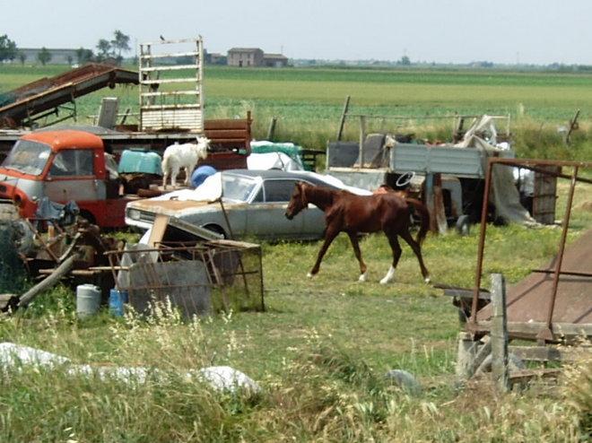 Zoo degli orrori, condannato il proprietario 