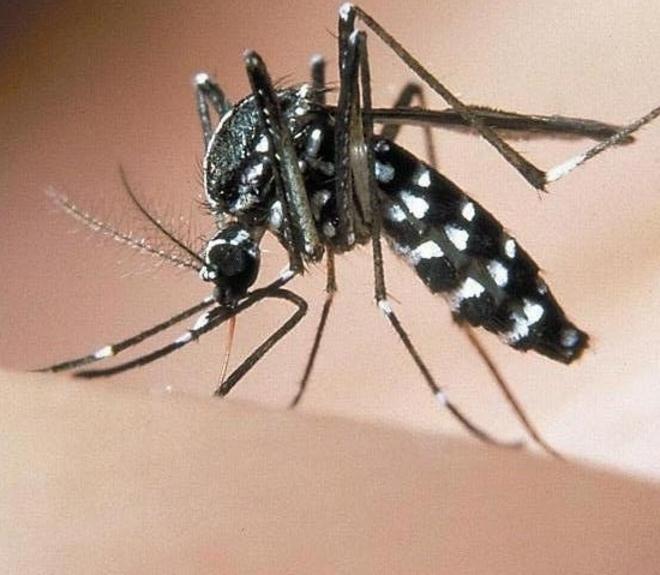 La lotta alla zanzara tigre Il contributo dei cittadini