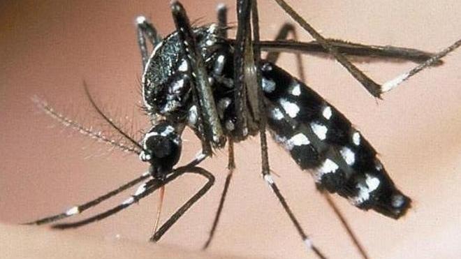 La lotta alla zanzara tigre Il contributo dei cittadini