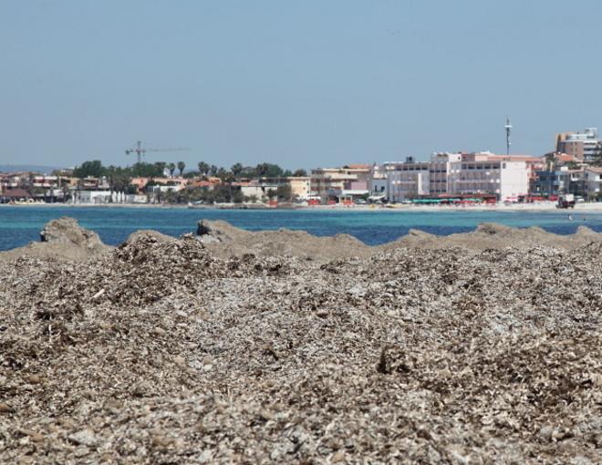 La pulizia delle alghe finisce in Procura 
