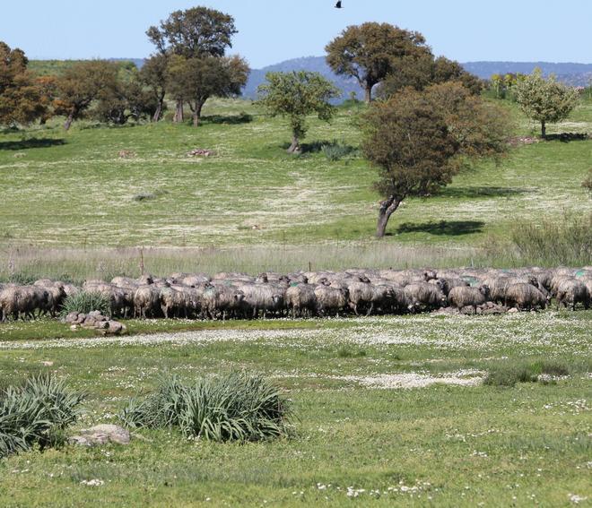 L’azienda ipotizzò un incendio di sterpaglie. Il sindaco: dichiarazioni irriguardose