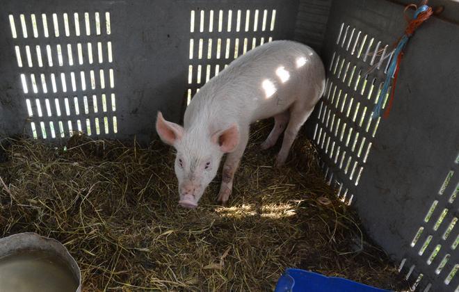 Animali denutriti, veterinario nei guai 