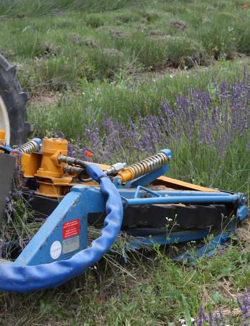 Lo “Spallanzani” è il cuore della produzione di lavanda