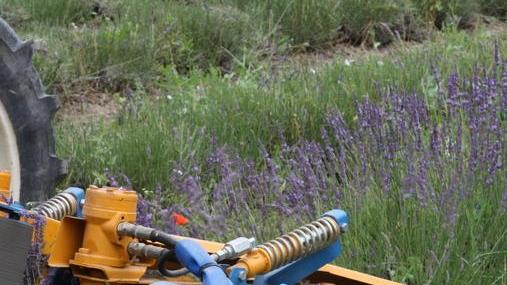 Lo “Spallanzani” è il cuore della produzione di lavanda