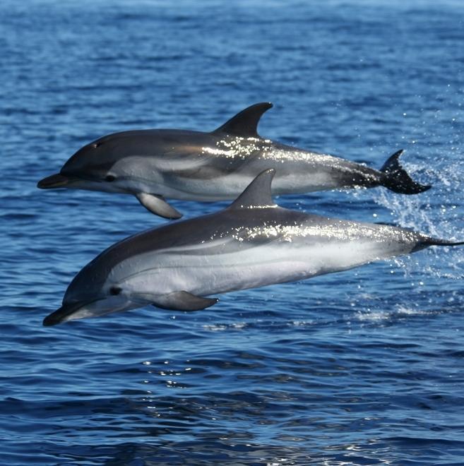 La Maddalena, a lezione di cetacei e balene