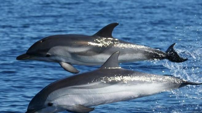 La Maddalena, a lezione di cetacei e balene