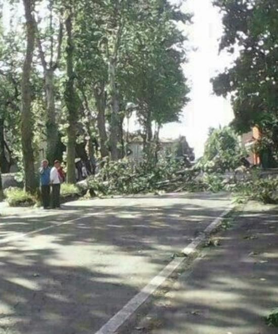 Albero sradicato si abbatte su due auto 