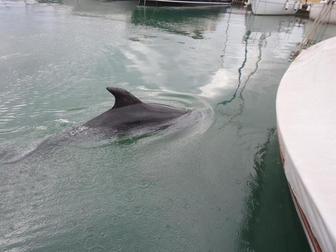 Nella peschiera c’è una grande attrazione: il delfino “Felice” 