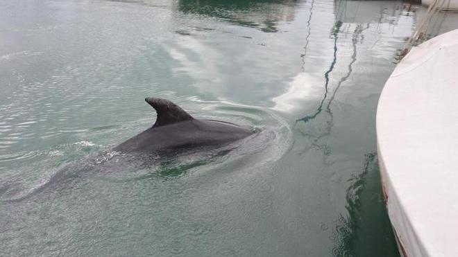 Nella peschiera c’è una grande attrazione: il delfino “Felice” 