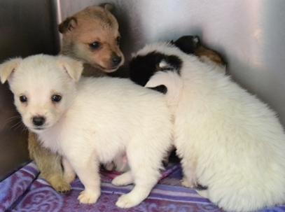 Stop ai fuochi d’artificio per amore di Fido 