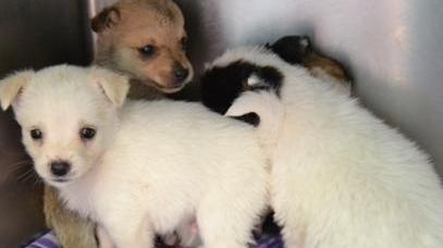 Stop ai fuochi d’artificio per amore di Fido
