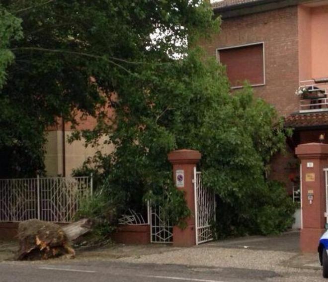Finale: cade un albero, salvo in extremis 