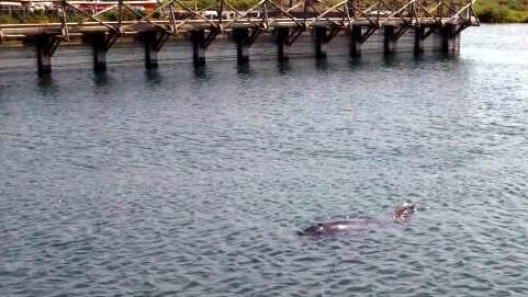 Un delfino entra a S’Ena Arrubia banchetta e non vuole più uscire