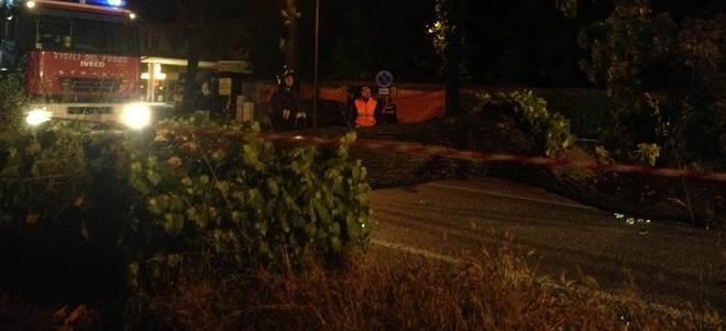 Crolla un tiglio sulla via Emilia 