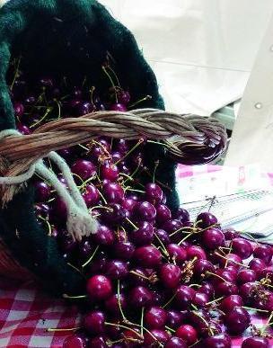 «Ciliegie, la stagione si annuncia positiva Ora si estenda l’Igp» 