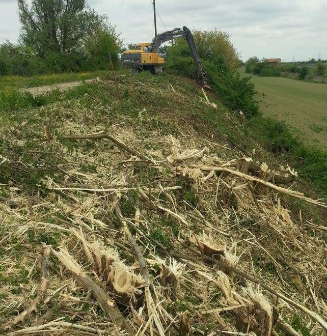 Stava distruggendo una siepe della garzaia 