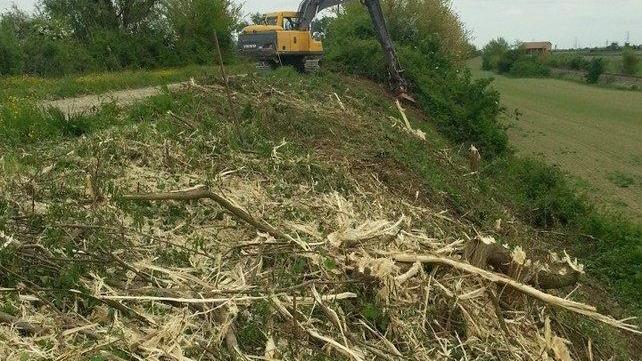Stava distruggendo una siepe della garzaia